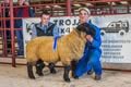 Reserve Champion Suffolk